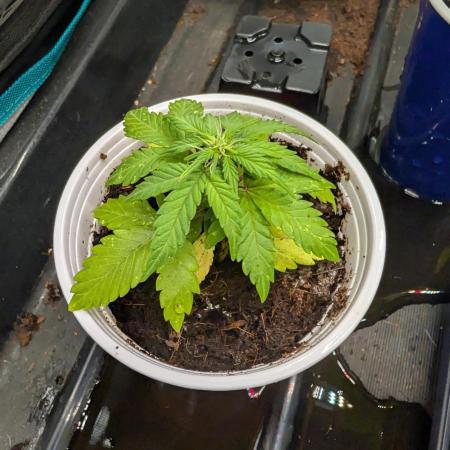 Auto Pablo Escobar - Divine Seeds GACv2