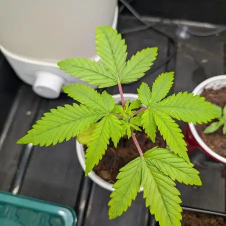 Auto Black Opium - Divine Seeds GACv2
