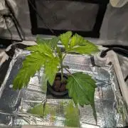 Sticky Broccoli DWC x Eternity Cup 2026