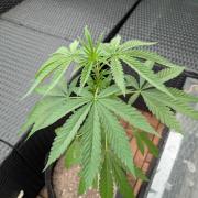 The White Sweet Candy OG One x Outdoor