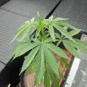 The White Sweet Candy OG One x Outdoor