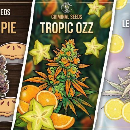 Cherry Pie, Tropical Ozz & Ice Cream 🚀