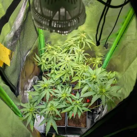 Small Tent, Big Dreams