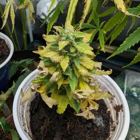 Auto Pablo Escobar - Divine Seeds GACv2