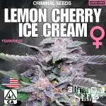 Criminal Seeds x Lemon Cherry Ice Cream