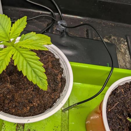 Auto Black Opium - Divine Seeds GACv2
