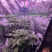 RDWC Cuts x The White Sweet Candy OG One