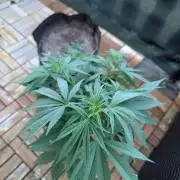 The White Sweet Candy OG One x Outdoor