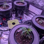 RDWC Cuts x The White Sweet Candy OG One