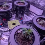 RDWC Cuts x The White Sweet Candy OG One