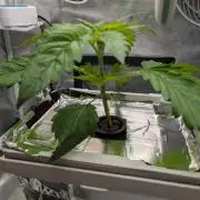 Sticky Broccoli DWC x Eternity Cup 2026