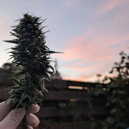 Tropicana Cookies FF Cut x Outdoor x Fast Buds