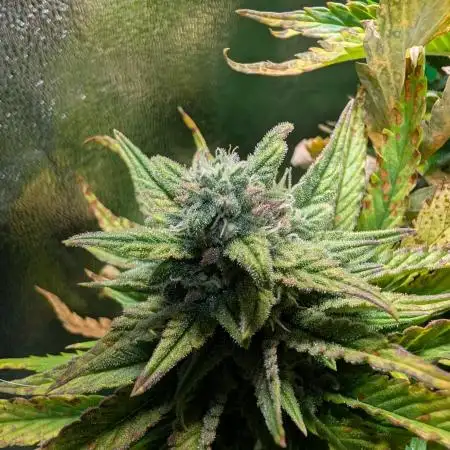 Auto Pablo Escobar - Divine Seeds GACv2