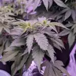 From Cut to Cup: GSC Kratky