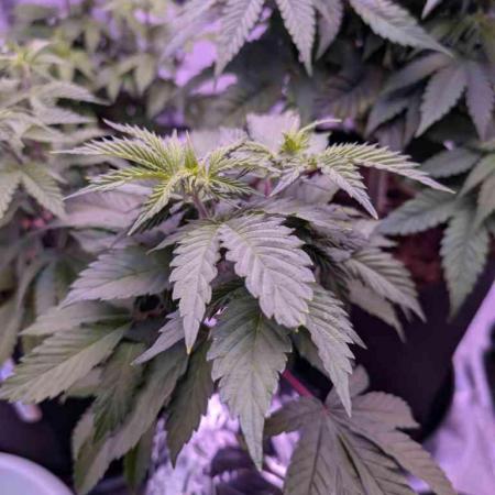 From Cut to Cup: GSC Kratky