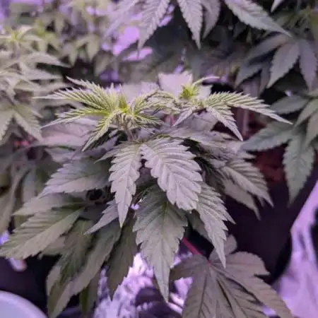 From Cut to Cup: GSC Kratky
