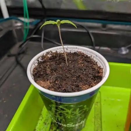 Auto Black Opium - Divine Seeds GACv2