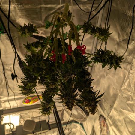 Graffiti Dreams – Permanent Marker