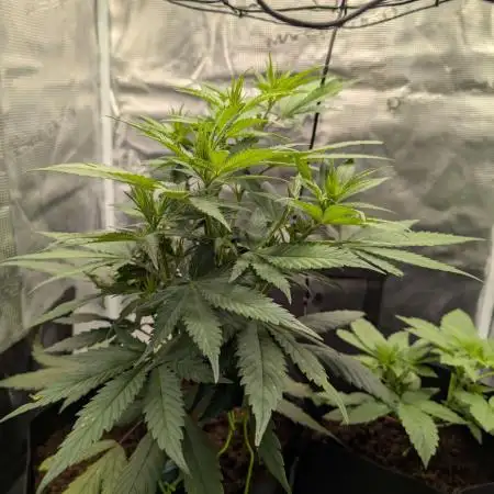 Tropicana Cookies FF x Fast Buds