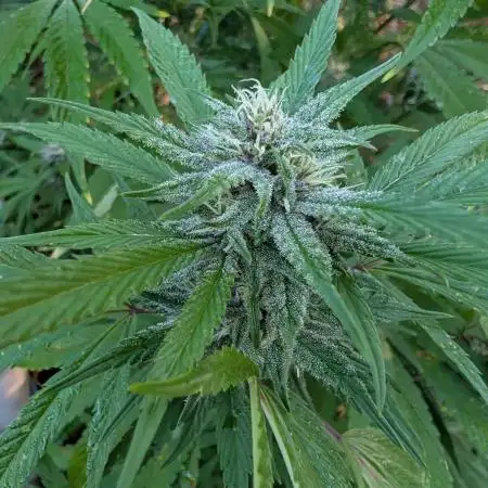 Tropicana Cookies FF Cut x Outdoor x Fast Buds
