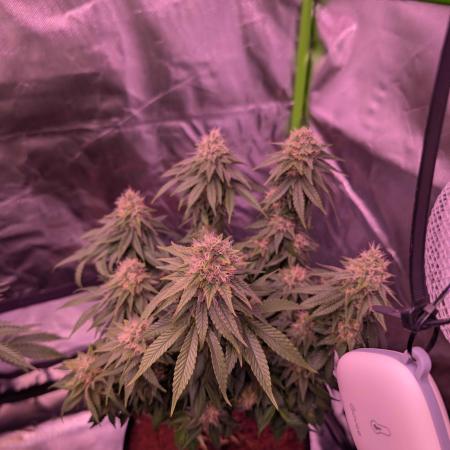 Graffiti Dreams – Permanent Marker