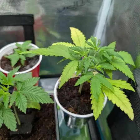 Auto Black Opium - Divine Seeds GACv2