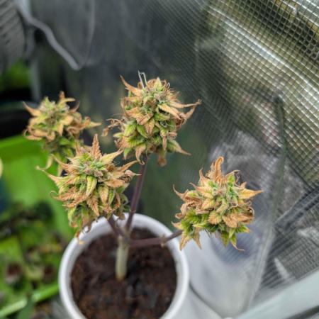 Auto Black Opium - Divine Seeds GACv2