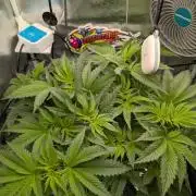 Sticky Broccoli DWC x Eternity Cup 2026