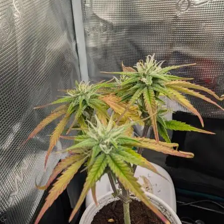 Auto Black Opium - Divine Seeds GACv2