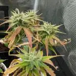 Auto Black Opium - Divine Seeds GACv2