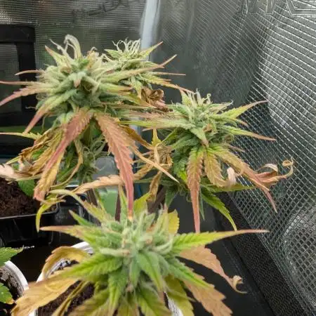 Auto Black Opium - Divine Seeds GACv2