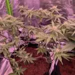 Girl Scout Cookies — Barneys Farm