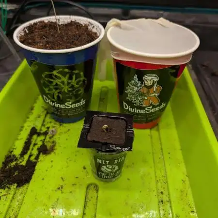 Auto Black Opium - Divine Seeds GACv2