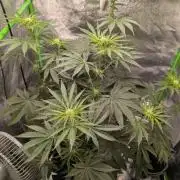 Peach Lassi x Mary Jane 2026