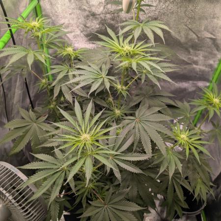 Peach Lassi x Mary Jane 2026