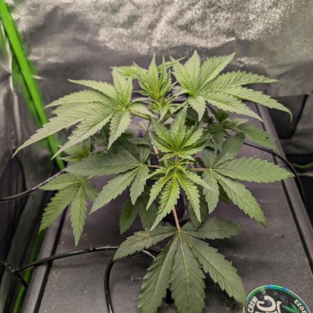 Peach Lassi x Mary Jane 2026