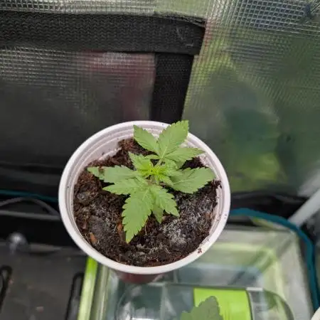 Auto Pablo Escobar - Divine Seeds GACv2