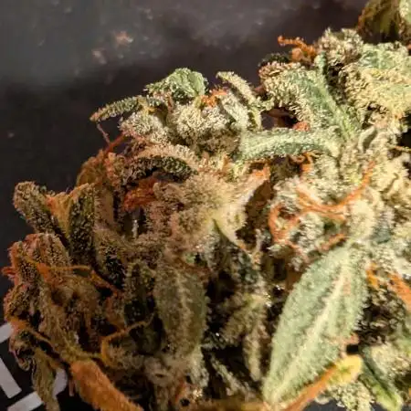 Auto Pablo Escobar - Divine Seeds GACv2