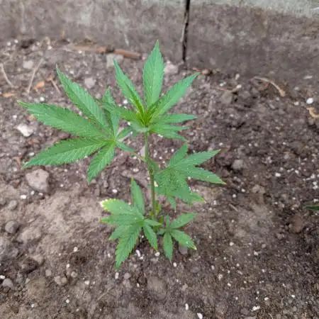 Tropicana Cookies FF Cut x Outdoor x Fast Buds
