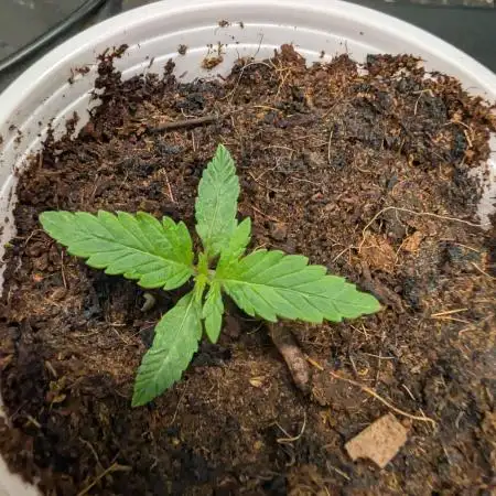 Auto Pablo Escobar - Divine Seeds GACv2