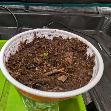Auto Pablo Escobar - Divine Seeds GACv2