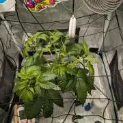 Sticky Broccoli DWC x Eternity Cup 2026