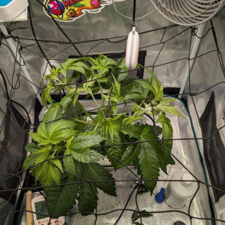 Sticky Broccoli DWC x Eternity Cup 2026