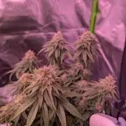 Graffiti Dreams – Permanent Marker