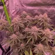 Girl Scout Cookies — Barneys Farm