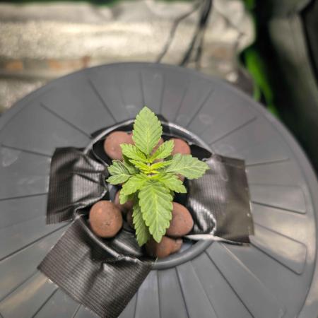 Peach Lassi x Mary Jane 2026