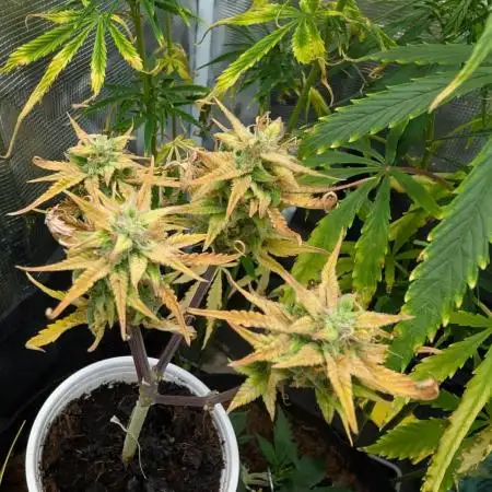 Auto Black Opium - Divine Seeds GACv2