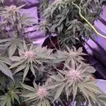 From Cut to Cup: GSC Kratky