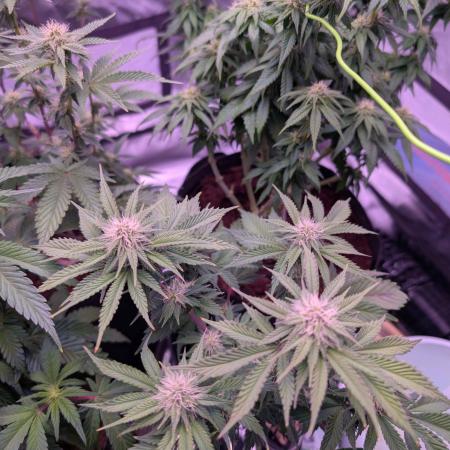 From Cut to Cup: GSC Kratky