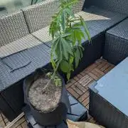The White Sweet Candy OG One x Outdoor